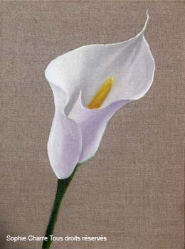 ab_arum-sur-lin-2