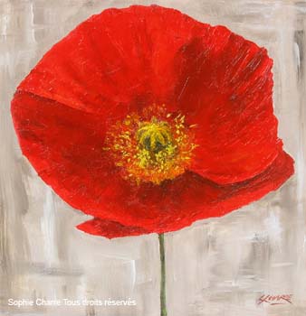 ac_coquelicot_fond_gris