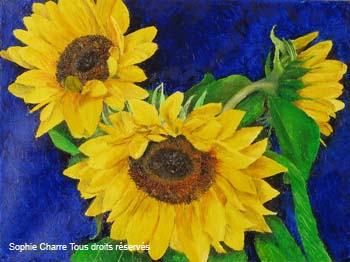 af_tournesols