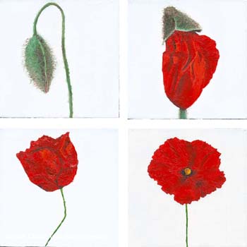 aj_coquelicot