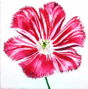 ak_tulipe