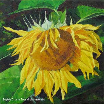 am_tournesol