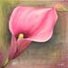aa_arum_rose