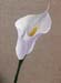 ab_arum-sur-lin-2