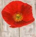 ac_coquelicot_fond_gris