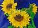 af_tournesols