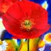 ag_poppy