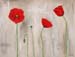 ai_les-coquelicots