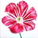 ak_tulipe