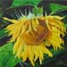 am_tournesol