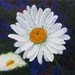 ao_marguerite