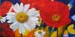 ap_marguerite-et-coquelicot-II