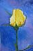 ar_rose-jaune