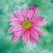 at_marguerite_rose
