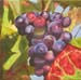 aa_raisin