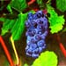 raisin-rouge